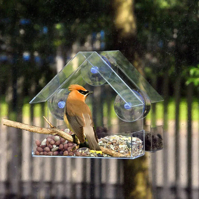 Bird Feeder Transparent House  With Suction Cup