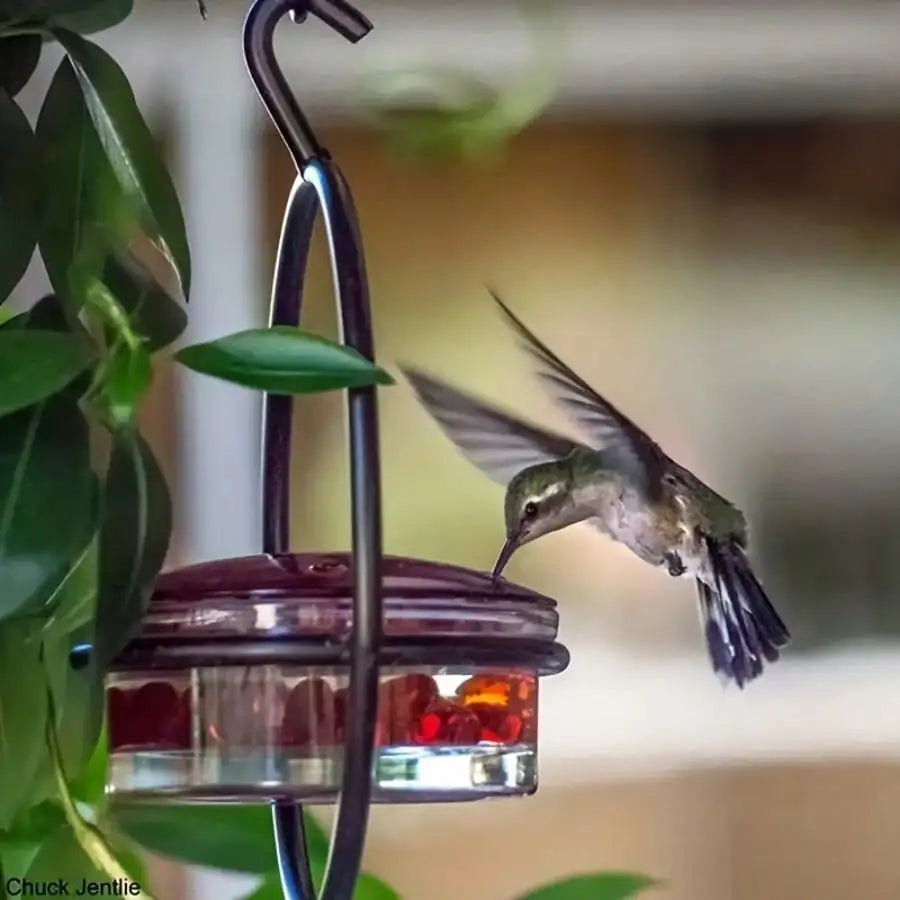 3pcs Metal Hanging Hummingbird Feeder